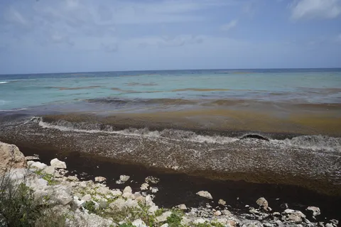 Sargazo — PLAYA LOS PATOS (Sur)